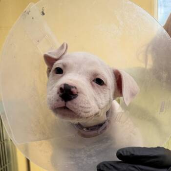 Malware (lilac) -  Pit Bull Terrier Dog for Adoption in Baltimore, Maryland - Malware (lilac) | PetCurious