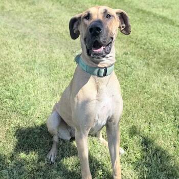 Widow -  Great Dane Dog for Adoption in Wapakoneta, Ohio - Widow | PetCurious
