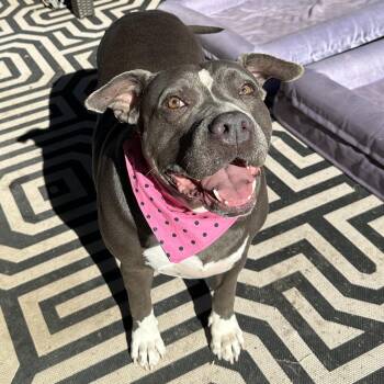 American Bully and Terrier Dogs Available for Adoption - Pebbles | PetCurious