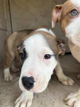 Pit Bull Terrier and Mixed Breed Dogs Available for Adoption in Oklahoma City, Oklahoma - A472316 | PetCurious
