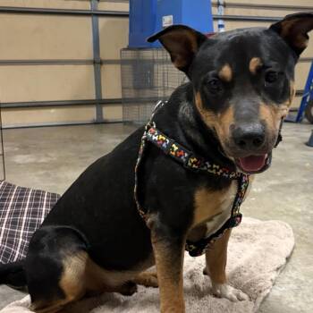 Nacho -  Rottweiler and Mixed Breed Dog for Adoption in Little Rock, Arkansas - Nacho | PetCurious