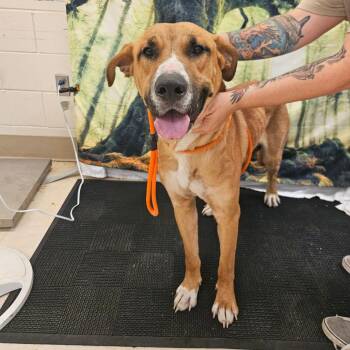 SCFL-Stray-67024 -  Mixed Breed Dog for Adoption in Lake Panasoffkee, Florida - SCFL-Stray-67024 | PetCurious