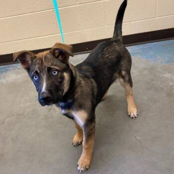 Mixed Breed Dogs Available for Adoption - ZYRA | PetCurious