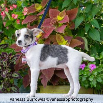 Chickadee -  Terrier Dog for Adoption in Wake Forest, North Carolina - Chickadee | PetCurious