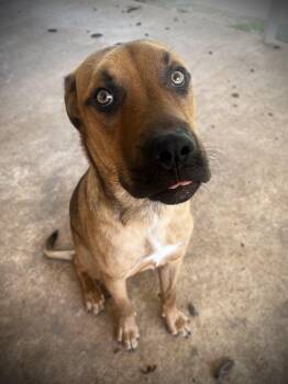 Bear -  Boxer Dog for Adoption in Pottsboro, Texas - Bear | PetCurious