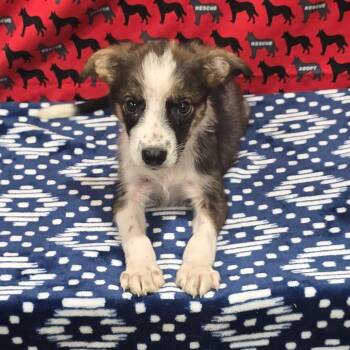 Nemo -  Australian Cattle Dog Blue Heeler and Cattle Dog Dog for Adoption in Washburn, Missouri - Nemo | PetCurious