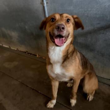 Elote -  Shepherd and Mixed Breed Dog for Adoption in Edinburg, Texas - Elote | PetCurious