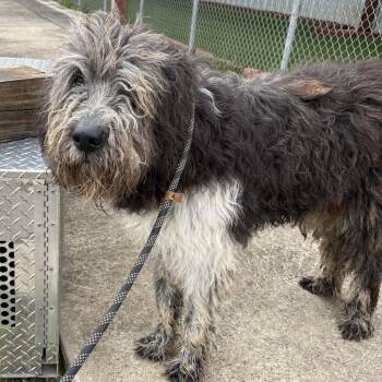 Poodle Dogs Available for Adoption - Benson-Foster Home Needed | PetCurious