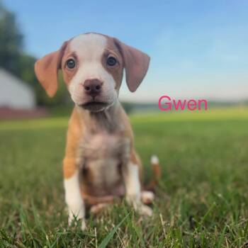 Gwen -  American Staffordshire Terrier and Mixed Breed Dog for Adoption - Gwen | PetCurious