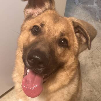 Ace -  German Shepherd Dog Dog for Adoption in Lynchburg, Virginia - Ace | PetCurious