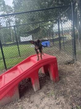 Remedy -  Dachshund and Mixed Breed Dog for Adoption in Conway, South Carolina - Remedy | PetCurious