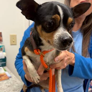Blade -  Mixed Breed and Terrier Dog for Adoption in York, Pennsylvania - Blade | PetCurious