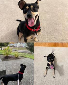 BABY MO -  Chihuahua and Dachshund Dog for Adoption in Kent, Washington - BABY MO | PetCurious