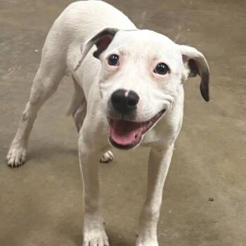 Rescue American Staffordshire Terrier Dogs for Adoption in Brewton, Alabama - Abbott | PetCurious