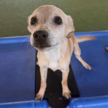 Monty -  Chihuahua Dog for Adoption in West Palm Beach, Florida - Monty | PetCurious
