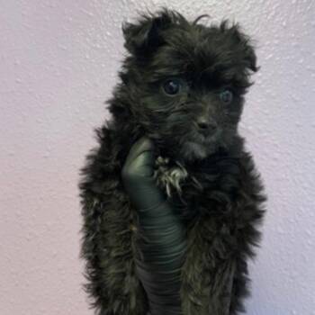 Yorkshire Terrier Dogs Available for Adoption - Red Velvet Cake | PetCurious