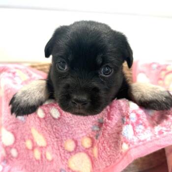 Mittens -  Mixed Breed Dog for Adoption in Sonoma, California - Mittens | PetCurious