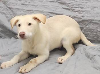 Rescue Labrador Retriever and Shepherd Dogs for Adoption in Little Rock, Arkansas - Cliff | PetCurious