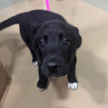 Mixed Breed Dogs Available for Adoption - Oreo | PetCurious