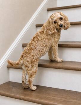 Cockapoo Dogs Available for Adoption in Berwick, Pennsylvania - Koko | PetCurious