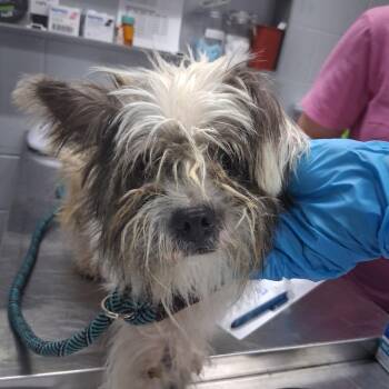 Chucky -  Mixed Breed Dog for Adoption in Summerville, South Carolina - Chucky | PetCurious