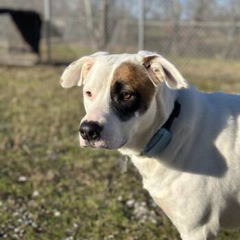 Mixed Breed Dogs Available for Adoption - Chloe | PetCurious