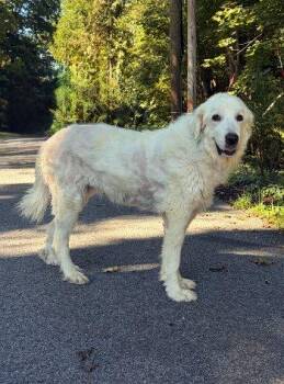 Daisy -  Great Pyrenees Dog for Adoption in Bedford Hills, New York - Daisy | PetCurious