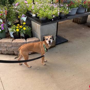 Wiley -  Feist Dog for Adoption in Raeford, North Carolina - Wiley | PetCurious