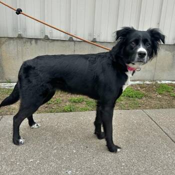 Black Labrador Retriever and Mixed Breed Dogs Available for Adoption in Warrensburg, Missouri - Lola | PetCurious