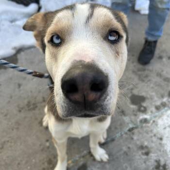 Ace -  Husky Dog for Adoption in Newark, New Jersey - Ace | PetCurious