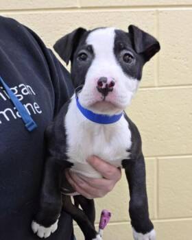 Pit Bull Terrier and Mixed Breed Dogs Available for Adoption - Alder | PetCurious
