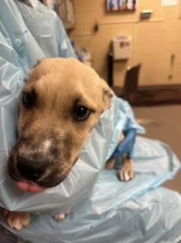Mixed Breed Dogs Available for Adoption in Wichita, Kansas - Exactly That | PetCurious