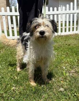 Shih Tzu and Rat Terrier Dogs Available for Adoption in Waterloo, Iowa - Cocoa | PetCurious