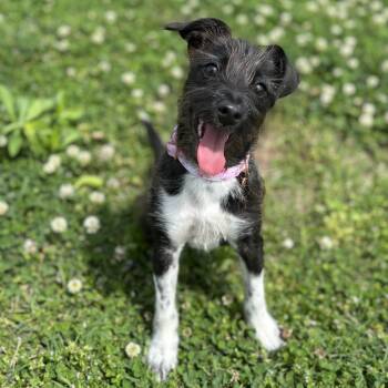 Jack Russell Terrier and Miniature Schnauzer Dogs Available for Adoption in Lowell, Arkansas - Julep | PetCurious