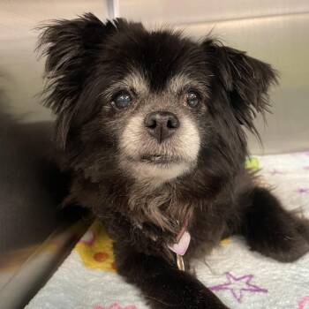 Bella -  Pomeranian Dog for Adoption in Spokane, Washington - Bella | PetCurious