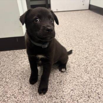 Nebraska -  Mixed Breed Dog for Adoption in Clavet, Saskatchewan - Nebraska | PetCurious