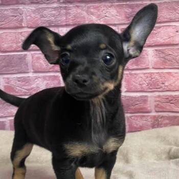 Bonnie -  Chihuahua and Mixed Breed Dog for Adoption in Fort Collins, Colorado - Bonnie | PetCurious