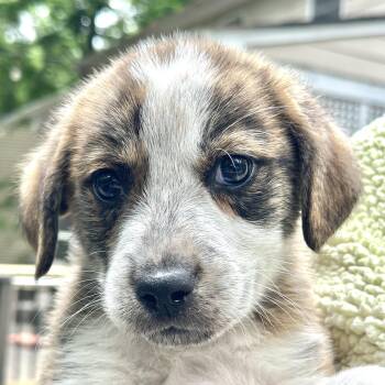 Australian Shepherd Dogs Available for Adoption in Richmond, Virginia - Pine | PetCurious
