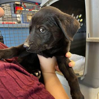 Andrew/ Gennis -  Miniature Pinscher and Shepherd Dog for Adoption in Kingman, Arizona - Andrew/ Gennis | PetCurious