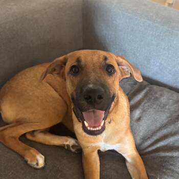 Willow -  German Shepherd Dog and Mixed Breed Dog for Adoption in Tonopah, Arizona - Willow | PetCurious