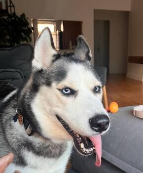 MOONA -  Siberian Husky and Alaskan Malamute Dog for Adoption in New York, New York - MOONA | PetCurious