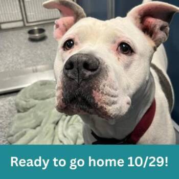 Zara -  Mixed Breed Dog for Adoption in Dubuque, Iowa - Zara | PetCurious