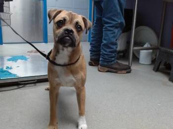 Pug and Boxer Dogs Available for Adoption - PUGSLEY | PetCurious