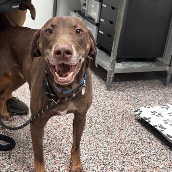 Wafer -  Chocolate Labrador Retriever and Mixed Breed Dog for Adoption in Salt Lake City, Utah - Wafer | PetCurious