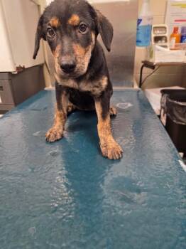 Josie -  Mixed Breed Dog for Adoption in Mobile, Alabama - Josie | PetCurious