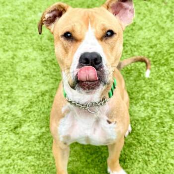 Cloud -  Pit Bull Terrier and Mixed Breed Dog for Adoption in Matteson, Illinois - Cloud | PetCurious