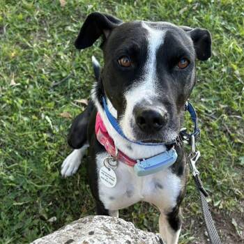 Dixi -  Mixed Breed and Labrador Retriever Dog for Adoption in Mississauga, Ontario - Dixi | PetCurious