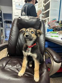 German Shepherd Dog and Great Pyrenees Dogs Available for Adoption - Bonnet | PetCurious