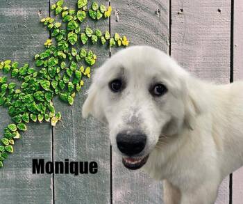Great Pyrenees Dogs Available for Adoption in Marshville, North Carolina - Monique | PetCurious