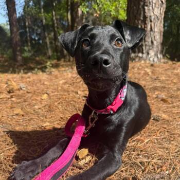 Black Labrador Retriever Dogs Available for Adoption in Myrtle Beach, South Carolina - Gipsy | PetCurious